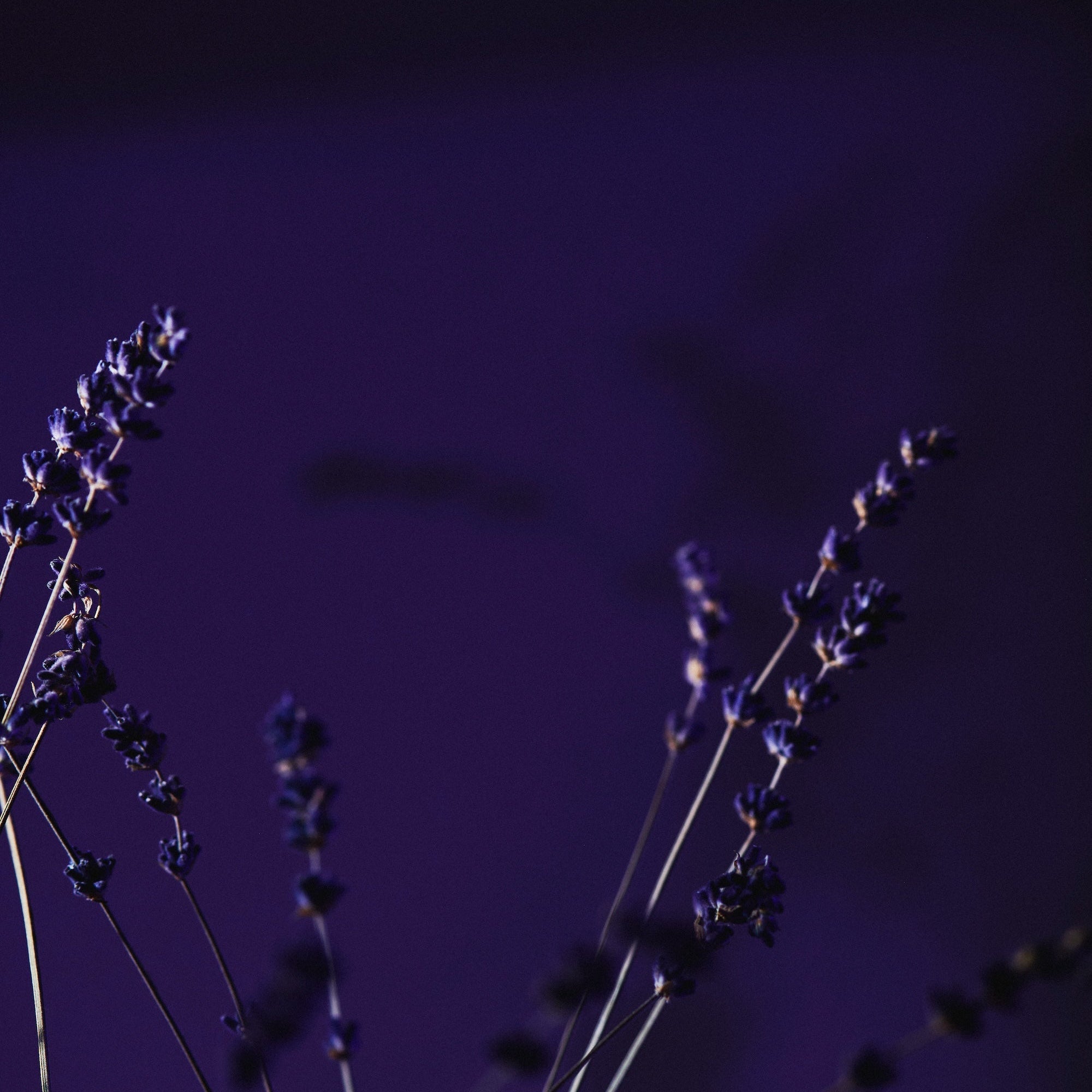 Rezept: Lavendel Limonade