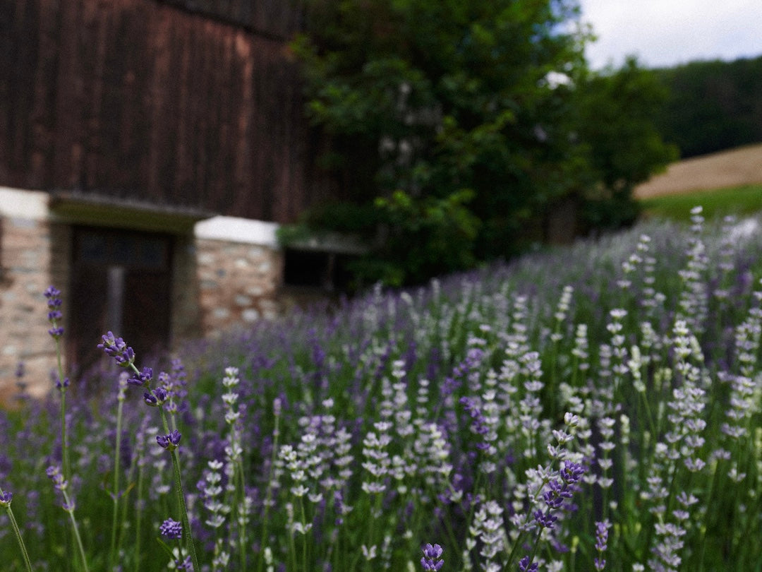 So vermeidest du das Verholzen von deinem Lavendel