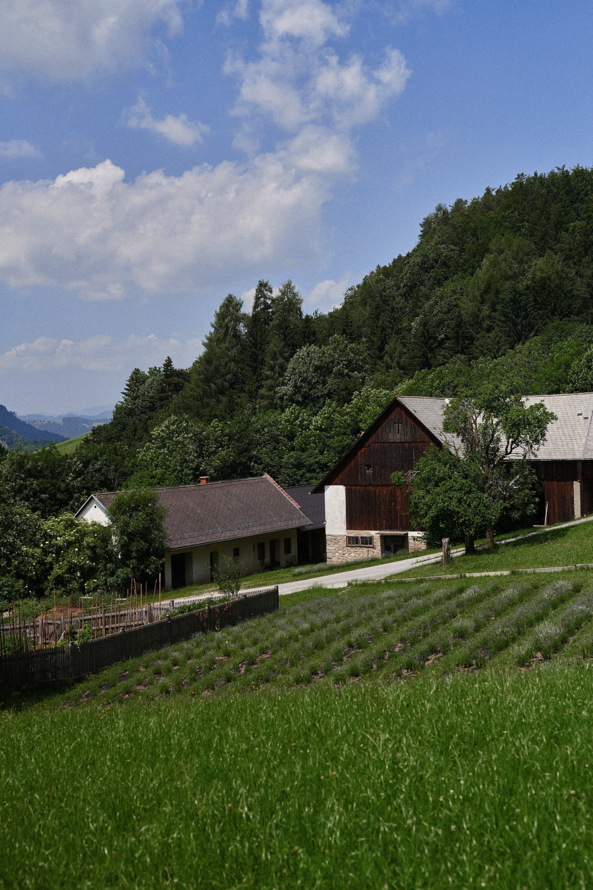 Lavendellied - blühende Kreativität auf unseren blühenden Lavendelfeldern