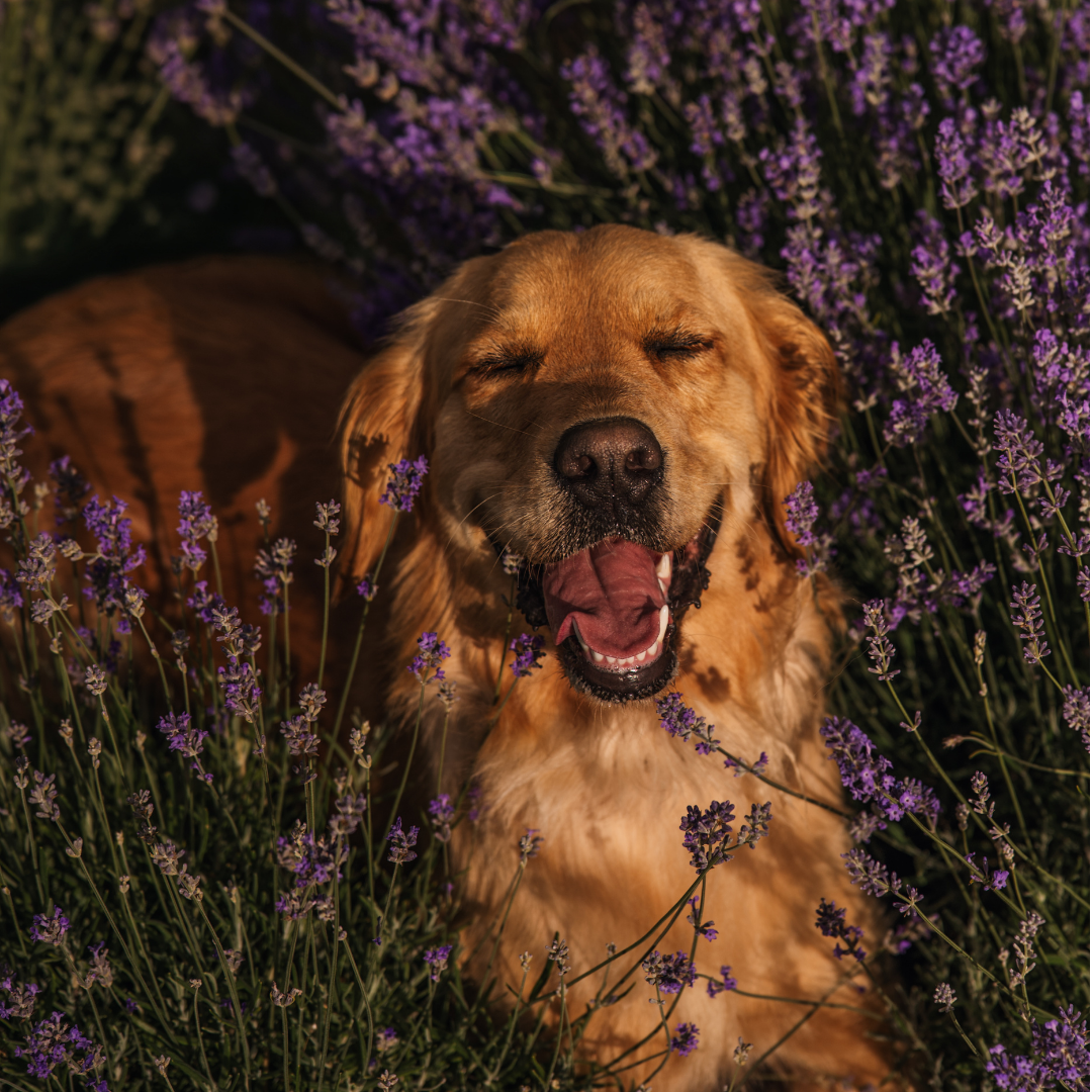 Lavender Dog Shampoo