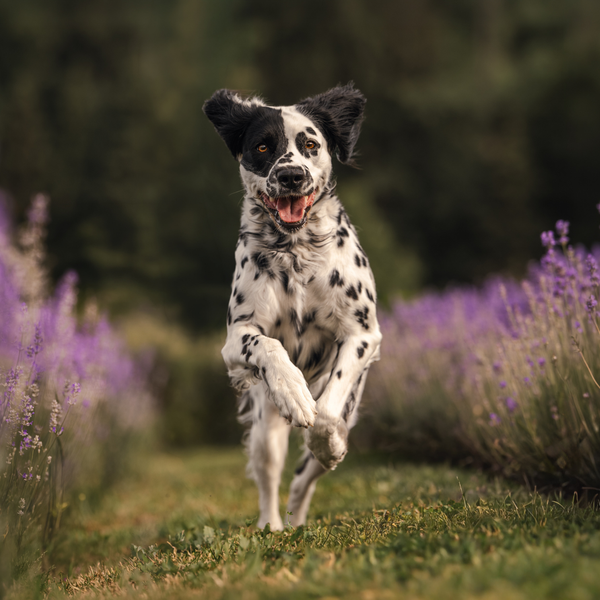 Lavender Dog Shampoo